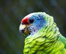 Instituto Água e Terra elaborou um informativo para orientar quem deseja comprar espécies da fauna silvestre de forma legal no Paraná.