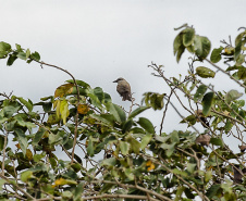 Parque Estadual de Vila Velha vai receber, pela primeira vez em sua história, uma atividade dedicada exclusivamente à observação de pássaros.