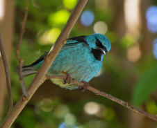 Parque Estadual de Vila Velha vai receber, pela primeira vez em sua história, uma atividade dedicada exclusivamente à observação de pássaros.