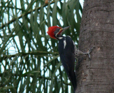 Parque Estadual de Vila Velha vai receber, pela primeira vez em sua história, uma atividade dedicada exclusivamente à observação de pássaros.