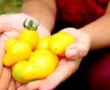 Tecpar seleciona bolsistas para programa de certificação de orgânicos