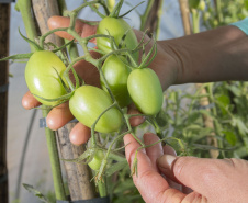 Tecpar seleciona bolsistas para programa de certificação de orgânicos
