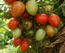 SEAB - Colheita histórica de tomate em Maria Helena destaca atuação do IDR-Paraná e força do manejo técnico