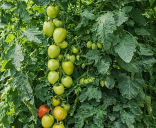 SEAB - Colheita histórica de tomate em Maria Helena destaca atuação do IDR-Paraná e força do manejo técnico