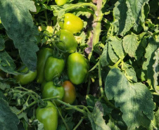 SEAB - Colheita histórica de tomate em Maria Helena destaca atuação do IDR-Paraná e força do manejo técnico