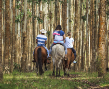 Turismo Rural no Paraná pesquisa mostra setor em expansão e perfil qualificado de empreendedores
