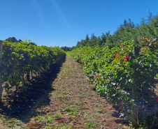 Programa de apoio à viticultura completa seis anos e beneficia mais de 400 produtores familiares