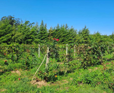 Programa de apoio à viticultura completa seis anos e beneficia mais de 400 produtores familiares