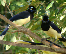 Parque Estadual de Vila Velha vai receber, pela primeira vez em sua história, uma atividade dedicada exclusivamente à observação de pássaros.