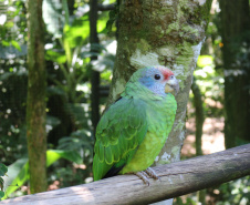 Unioeste testa crachá que lê imagens através de IA