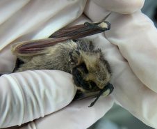 SESA - Calor intensifica a presença de morcegos e Sesa alerta para cuidados com a raiva