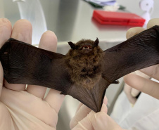 SESA - Calor intensifica a presença de morcegos e Sesa alerta para cuidados com a raiva