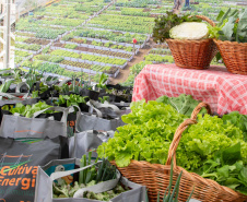 Copel - Programa de hortas da Copel ganhou 32 novas unidades em 2025