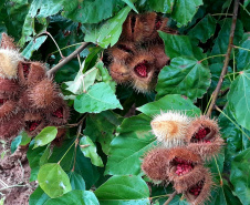 Paraná desonera ICMS de insumo para produção de peixes e semente colorífica de urucum