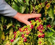 Café da Serra de Apucarana