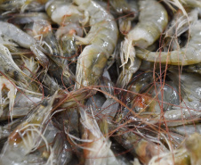  Período de defeso do camarão começa nesta quarta-feira (28) no Paraná e se estende até o dia 30 de abril.