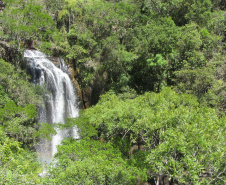 Créditos de biodiversidade