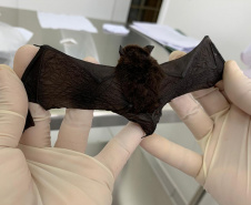 SESA - Calor intensifica a presença de morcegos e Sesa alerta para cuidados com a raiva