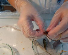 Projetos da rede estadual do Paraná são destaque na Febrace 2025