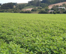 Cultivares desenvolvidas no Paraná representam quase 40% das sementes de feijão do País