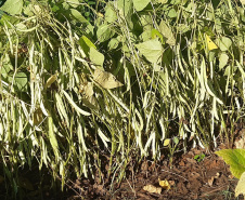 Cultivares desenvolvidas no Paraná representam quase 40% das sementes de feijão do País