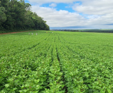 Cultivares desenvolvidas no Paraná representam quase 40% das sementes de feijão do País