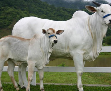 Portaria da Adapar intensifica regras para combate à brucelose e tuberculose bovina no Paraná