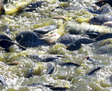 Paraná desonera ICMS de insumo para produção de peixes e semente colorífica de urucum