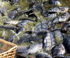 SEAB - Psicultura verão