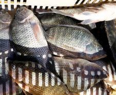 SEAB - Psicultura verão