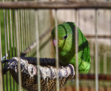 Técnicos do Instituto Água e Terra (IAT) fizeram a soltura de seis pássaros no Litoral do Paraná.