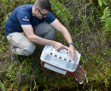 Técnicos do Instituto Água e Terra (IAT) fizeram a soltura de seis pássaros no Litoral do Paraná.