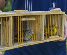 Técnicos do Instituto Água e Terra (IAT) fizeram a soltura de seis pássaros no Litoral do Paraná.