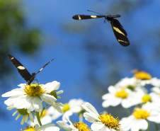 Paraná conta com 78 mil “Maracanãs” de área protegida por Reservas Particulares do Patrimônio Natural