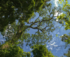 Paraná conta com 78 mil “Maracanãs” de área protegida por Reservas Particulares do Patrimônio Natural