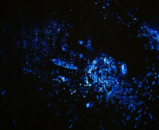 Luminol reforça atuação da Polícia Científica na identificação de vestígios ocultos