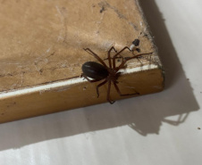 Prevenção: Sesa alerta para cuidados com aranhas no verão