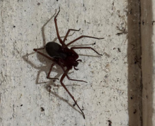 Prevenção: Sesa alerta para cuidados com aranhas no verão