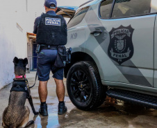 Cães da Polícia Penal reforçam segurança no litoral durante o Verão Maior Paraná