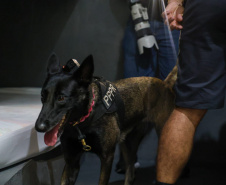 Cães da Polícia Penal reforçam segurança no litoral durante o Verão Maior Paraná