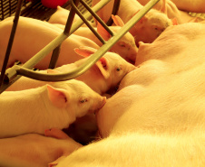 Paraná consolida liderança na genética suína, aponta Deral