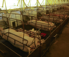 Paraná consolida liderança na genética suína, aponta Deral