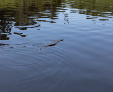 Sanepar resgatou cerca de 2 mil animais desde o início do enchimento do Reservatório Miringuava