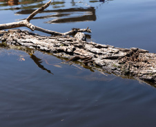 Sanepar resgatou cerca de 2 mil animais desde o início do enchimento do Reservatório Miringuava