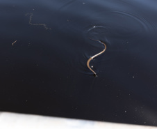 Sanepar resgatou cerca de 2 mil animais desde o início do enchimento do Reservatório Miringuava