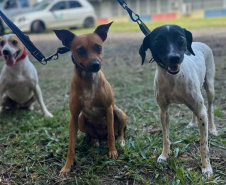Com destaque para RMC, CastraPet vai beneficiar cães e gatos de 42 municípios em fevereiro
