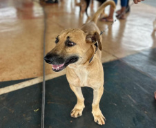 Com destaque para RMC, CastraPet vai beneficiar cães e gatos de 42 municípios em fevereiro