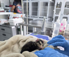 Governo do Estado registrou 6.025 atendimentos à fauna silvestre em 2025, um aumento de 61% em relação ao ano anterior.