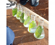 Clube de ciências em colégio cívico-militar de Rolândia é destaque em feiras científicas e influencia projeto de rearborização municipal