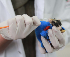 Governo do Estado registrou 6.025 atendimentos à fauna silvestre em 2025, um aumento de 61% em relação ao ano anterior.